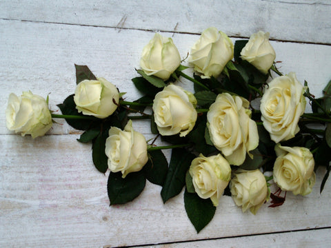 International Women's Day - Long Stemmed White Roses with Eucalyptus